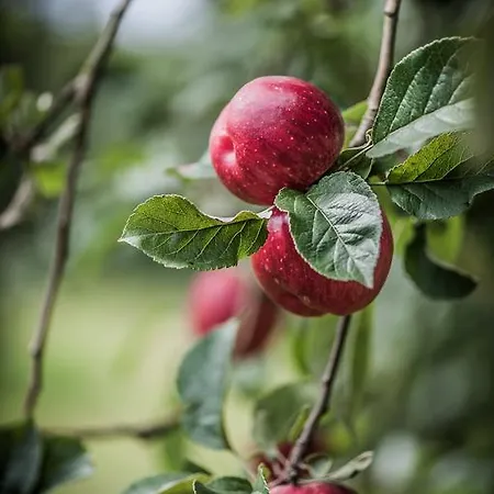 Rebstock Oberkirch (Baden)