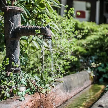 Rebstock Oberkirch (Baden)