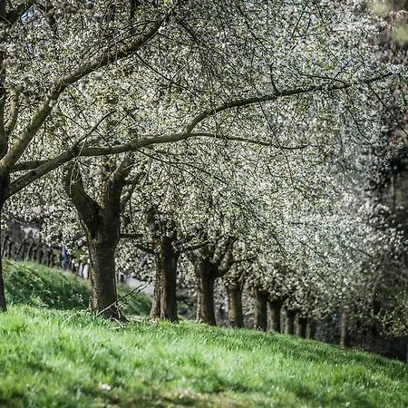 Hotel Rebstock Oberkirch (Baden)